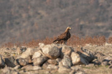 Eagle in the nature