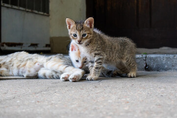 Beautiful little kittens playing with their cat mother