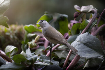 Blackcap  Mönchsgrasmücke