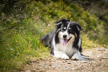 Portrait of border collie on the road in czech mountain Krkonose. He is so funny