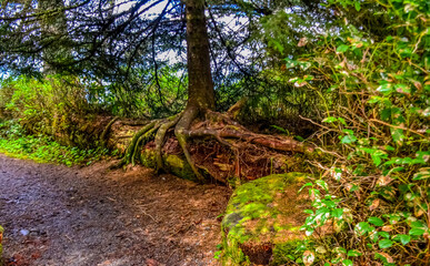 The tree grew on top of a fallen trunk of an old tree in Olympic National Park, Washington
