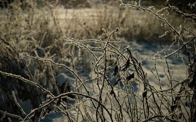 Branches covered with frost.Winter sun at sunset in the cold.