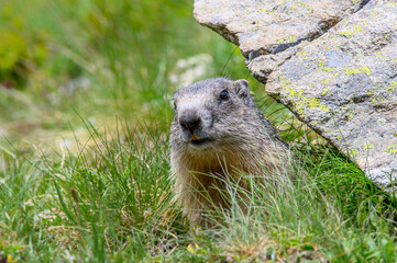 Marmotte du mercantour