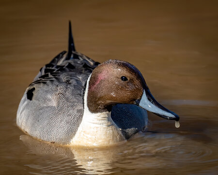 Pintail Duck On The Lake