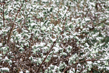 printemps
