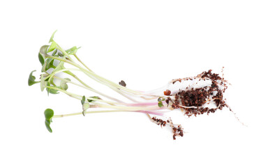 Fresh organic microgreen seeds on white background, top view