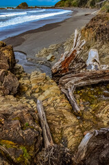 Trunks of fallen trees at low tide on the Pacific Ocean in Olympic, National Park, Washington