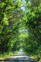 deserted road stretching into the distance in bright sunspots from the shadows of trees