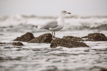 Möwe an der Nordsee