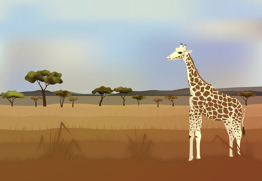 Giraffe in Grasslands A giraffe in savanna vector image
