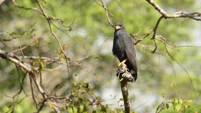 Common Black Hawk - Buteogallus anthracinus  big dark bird of prey in the family Accipitridae, formerly Cuban black-hawk - Buteogallus gundlachii as a subspecies, on the tree, eats crab and fly away.