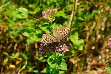 A female Silver Washed Fritillary Butterfly in north east Italy. They are on the flowers of the perrenial herb Asclepias Syriaca, known as Common Milk Weed, Butterfly Flower, Silkweed, Silky Swallow-W