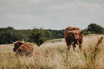 Highland Rind