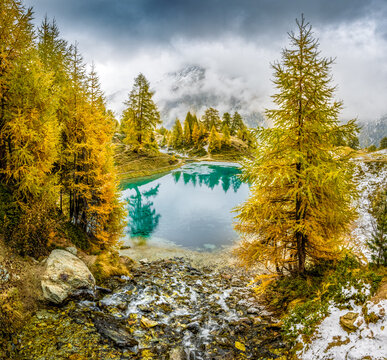yellow larches in autumn at Lac Bleu near Arolla in Valais