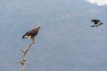 Eagle in the nature