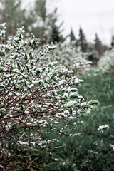 blooming