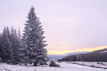 Snow-covered spruce on a sunrise background. Mountain landscape.