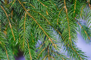 Green spruce needles. Close-up.