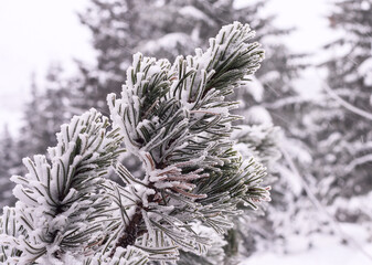 A pine branch covered with snowflakes. Close-up.