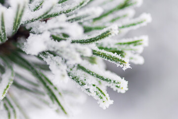 Pine needles covered with snowflakes. Close-up.