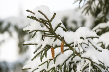 Conifer tree branches covered with snow, winter landscape.