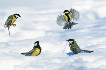 chickadee birds fly in the winter park over white sparkling snow