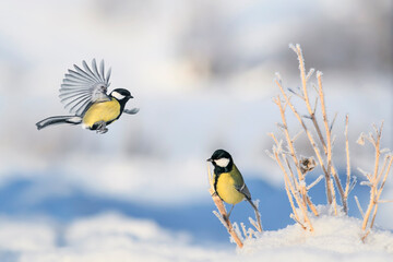 Naklejka premium chickadee birds fly in winter park and sit on the white sparkling snow