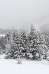 Trees covered with snow on a mountain slope.