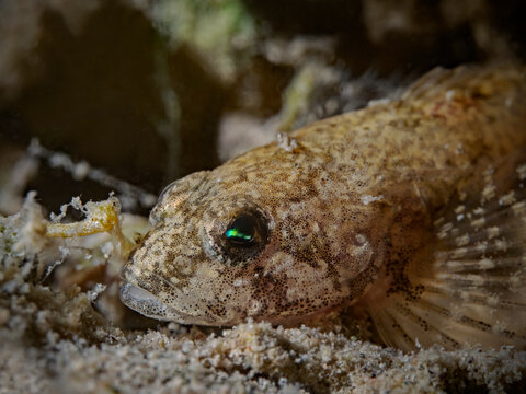 European bullhead, Groppe,Koppe (Cottus gobbio)