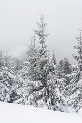 Fototapeta na wymiar Trees covered with snow on a mountain slope.