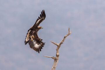 Eagle in the nature