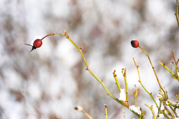 Snow-covered branches and rose leaves, winter landscape.