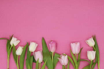 row of pink and white tulips on a pink background, copy space
