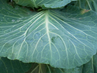 cabbage leaf in the garden
