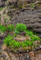 Equisetum telmateia, the great horsetail or northern giant horsetail on the Pacific Ocean in Olympic National Park, Washington