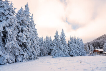 Forest pine trees in winter covered with snow in evening sunlight.