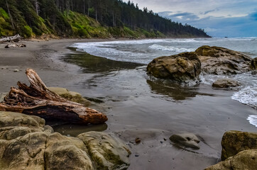 Trunks of fallen trees at low tide on the Pacific Ocean in Olympic, National Park, Washington