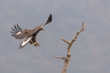 Eagle in the wild nature 