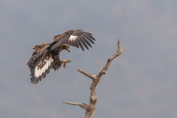 Eagle in the wild nature 