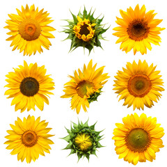 Collection sunflower flower evolution stages isolated on white background. Seeds and oil. Flat lay, top view