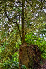 A young tree grows from an old rotten stump in a forest on the Pacific Ocean in Olympic National Park, Washington