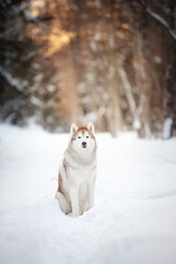 Portrait of free and beautiful siberian Husky dog sitting in the winter forest at sunset