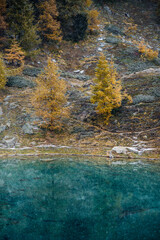 autumn mood with yellow larches arround partly frozen alpine lake in Valais