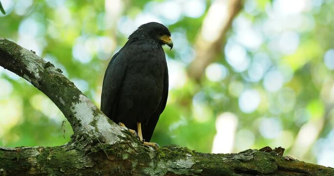 Common Black Hawk - Buteogallus anthracinus  big dark bird of prey in the family Accipitridae, formerly Cuban black-hawk - Buteogallus gundlachii as a subspecies, on the tree, eats crab and fly away.
