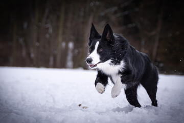 Border collie is running in snow. he is so happy outside. Dogs in snow is nice view