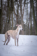 Obraz na płótnie Canvas Whippet Dog is standing in snow. he is so happy outside. Dogs in snow is nice view