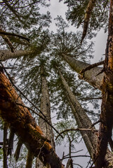 Fototapeta premium Tall conifers over the Pacific coast in Olympic National Park, Washington