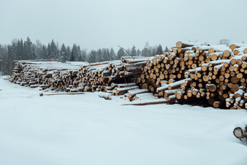 the background of a winter forest, a landscape of fir trees strewn with white snow, an empty road among deep snowdrifts in a blizzard