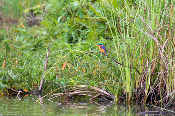 bird on a branch