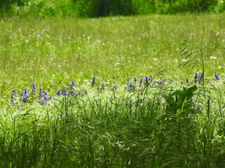 flowers in the grass